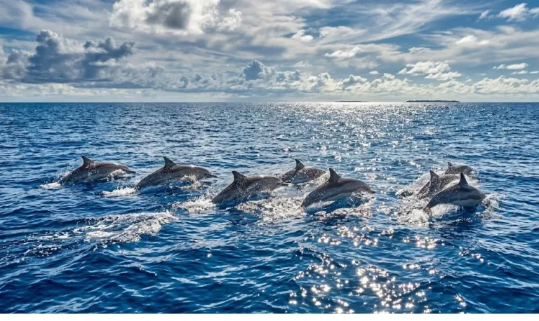 Dive Into the Ultimate Marine Adventure in the Maldives